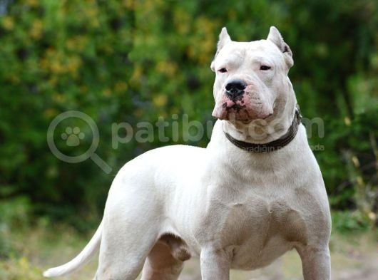 Üst Sınıf A Kalite Dogo Yavrularımız görsel