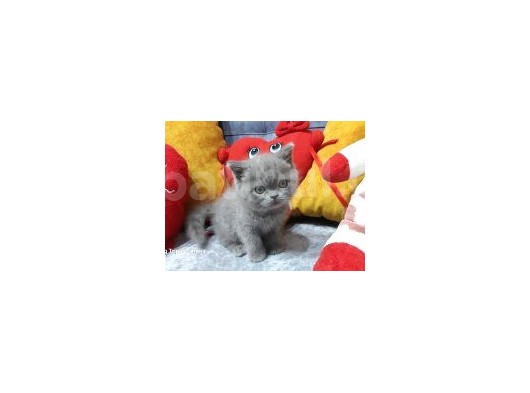 Bri̇ti̇sh Shorthai̇r
