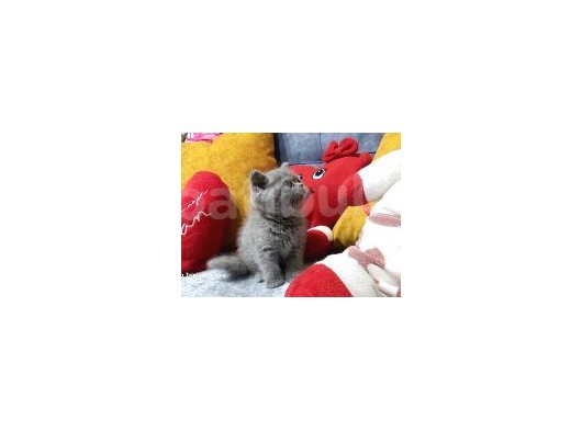 Bri̇ti̇sh Shorthai̇r görsel