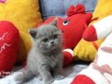 Bri̇ti̇sh Shorthai̇r