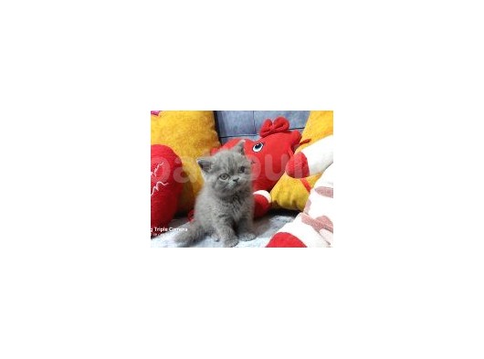 Bri̇ti̇sh Shorthai̇r görsel