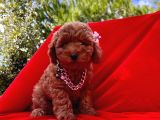 Safkan Toy Poodle Yavrularımız