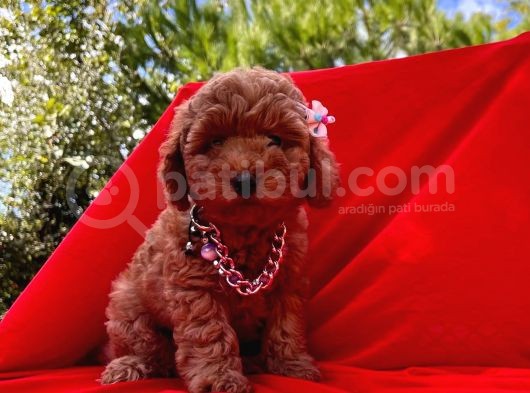 Safkan Toy Poodle Yavrularımız