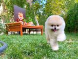 Küçük Irk Pomerani̇an Boo