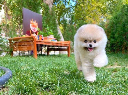 Küçük Irk Pomerani̇an Boo görsel