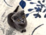 A Kali̇te Asi̇l Ve Zeki̇ Oğlumuz Bambam