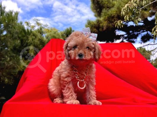 Safkan Toy Poodle Yavrularımız görsel