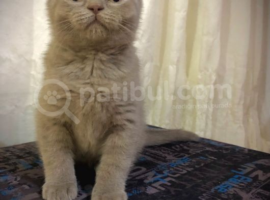 Özel Renk Lilac Ayi Surat Sağlik Ve Irk Garantili görsel