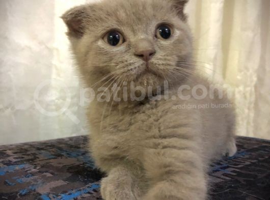 Özel Renk Lilac Ayi Surat Sağlik Ve Irk Garantili görsel