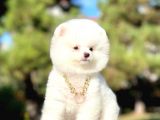 Kar Beyaz Ayıcık Surat Boo Pomeranian Yavrular