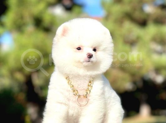 Kar Beyaz Ayıcık Surat Boo Pomeranian Yavrular görsel