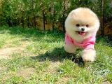 Küçük Irk Pomerani̇an Boo