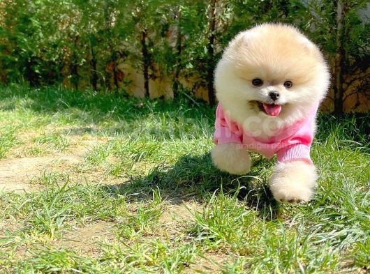 Küçük Irk Pomerani̇an Boo görsel
