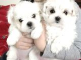 Orjinal Kar Beyaz Mini Boy Maltese Yavrular