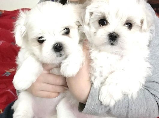 Orjinal Kar Beyaz Mini Boy Maltese Yavrular