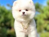 Kar Beyaz Ayıcık Surat Boo Pomeranian Yavrular