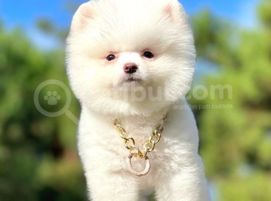 Kar Beyaz Ayıcık Surat Boo Pomeranian Yavrular görsel