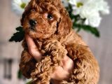 Tüy Dökmeyen Hi̇po Alerji̇k Tüy Yapisina Sahi̇p Olan Yavrumuz