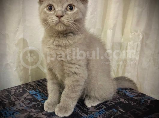 Özel Renk Lilac Ayi Surat Sağlik Ve Irk Garantili görsel