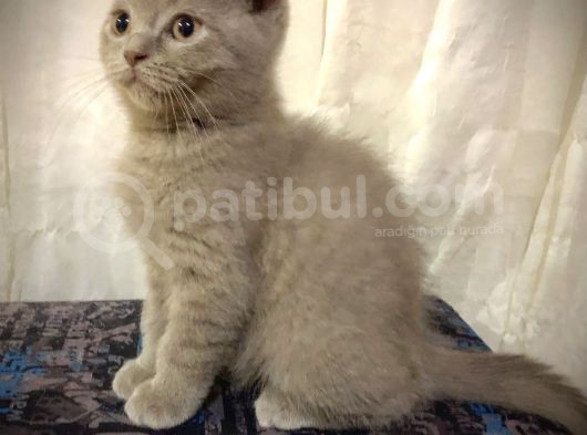 Özel Renk Lilac Ayi Surat Sağlik Ve Irk Garantili görsel