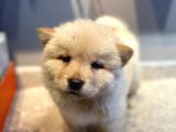 60 Günlük Chow Chow Yavruları