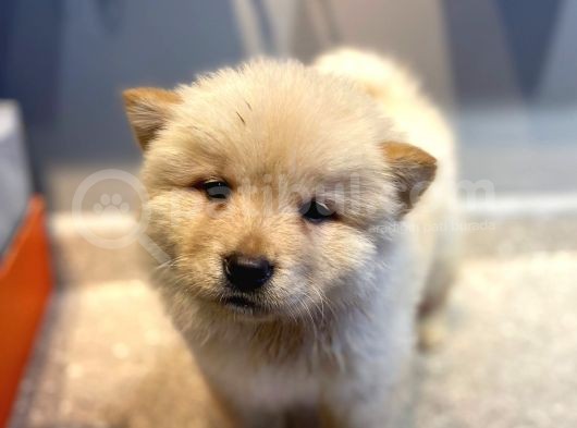 60 Günlük Chow Chow Yavruları görsel