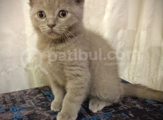 Özel Renk Lilac Ayi Surat Sağlik Ve Irk Garantili görsel