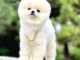 Safkan Pomeranian Teddy Bear Yavrularımız