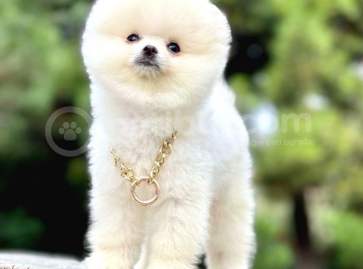 Safkan Pomeranian Teddy Bear Yavrularımız