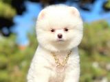 Kar Beyaz Ayıcık Surat Boo Pomeranian Yavrular