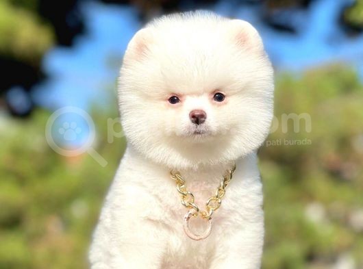 Kar Beyaz Ayıcık Surat Boo Pomeranian Yavrular