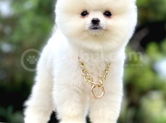 Safkan Pomeranian Teddy Bear Yavrularımız görsel
