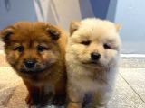 60 GünlüK Chow Chow Yavruları