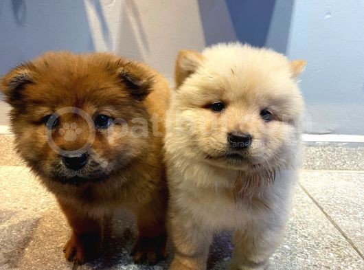 60 Günlük Chow Chow Yavruları