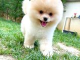 Çocuklarla En İyi Anlaşabılen Irk Pomeranian