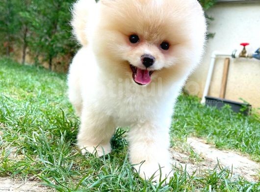 Çocuklarla En İyi Anlaşabılen Irk Pomeranian görsel
