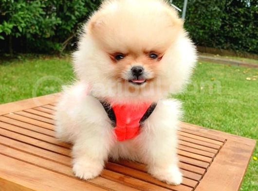 Safkan Pomeranian Teddy Bear Yavrularımız görsel