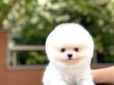 Irk Ve Sağlık Garantili Oğlumuz “ Brad”