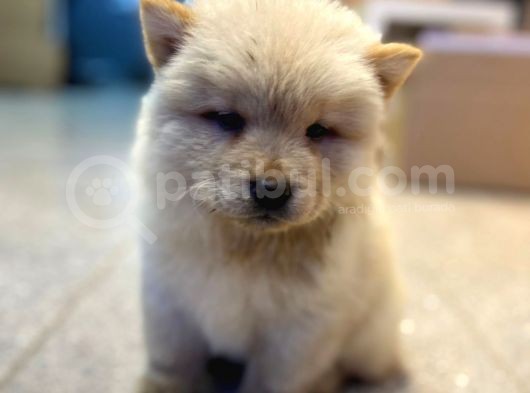 60 Günlük Chow Chow Yavruları görsel
