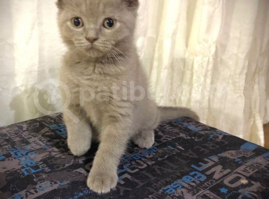 Özel Renk Lilac Ayi Surat Sağlik Ve Irk Garantili görsel