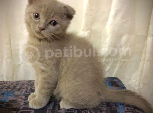 Özel Renk Lilac Ayi Surat Sağlik Ve Irk Garantili görsel