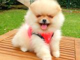 Safkan Pomeranian Teddy Bear Yavrularımız