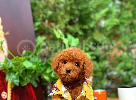 Aa Kalite Toy Poodle Yavrularımız görsel