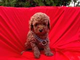 Red Brown Dişi Erkek Toy Poodle Yavrular
