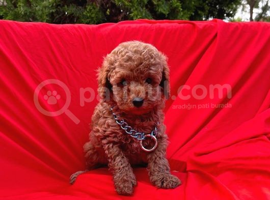 Red Brown Dişi Erkek Toy Poodle Yavrular görsel