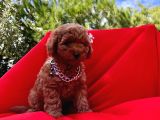 Safkan Toy Poodle Yavrularımız