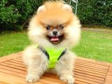 Safkan Pomeranian Teddy Bear Yavrularımız