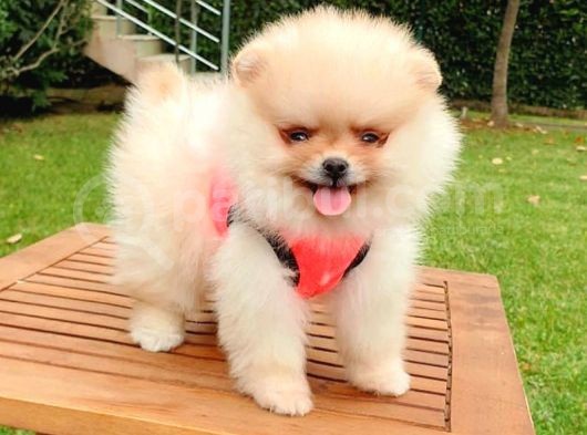 Safkan Pomeranian Teddy Bear Yavrularımız görsel