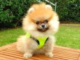 Safkan Pomeranian Teddy Bear Yavrularımız