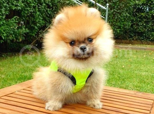 Safkan Pomeranian Teddy Bear Yavrularımız görsel